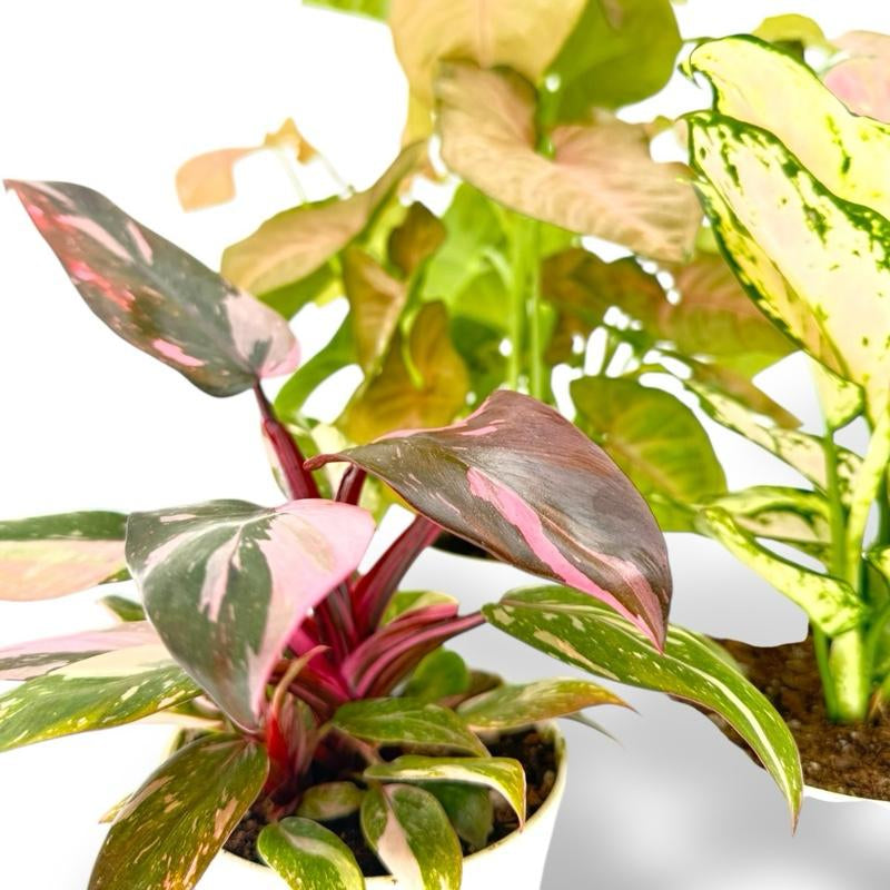 Pink Bundle, Pink Princess, Lady Valentine, Syngonium Strwaberry Cream, 4 Inch Pots