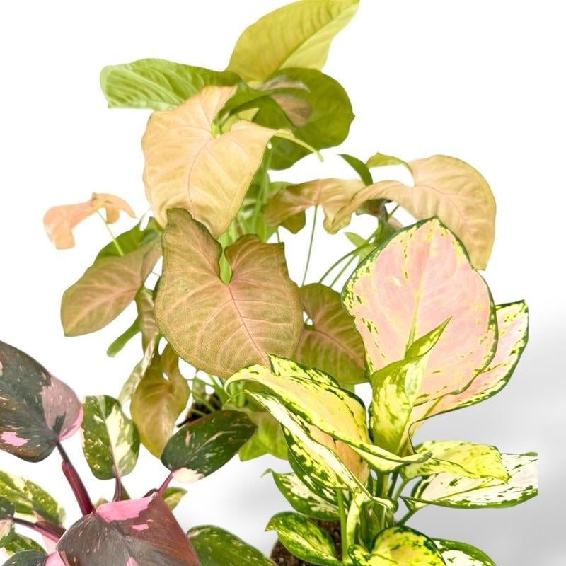 Pink Bundle, Pink Princess, Lady Valentine, Syngonium Strwaberry Cream, 4 Inch Pots