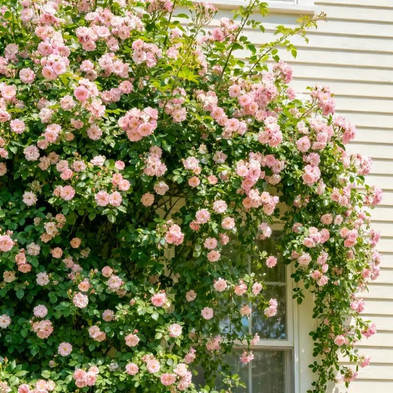 300 Mix Climbing Rose Seeds for Planting Outdoors Fragrant Butterfly Flower Seeds Heirloom Roses Bushes Ready to Plant Gardening Rose Seeds Bush Vine Climber Long-Blooming