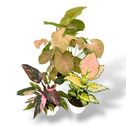 Pink Bundle, Pink Princess, Lady Valentine, Syngonium Strwaberry Cream, 4 Inch Pots