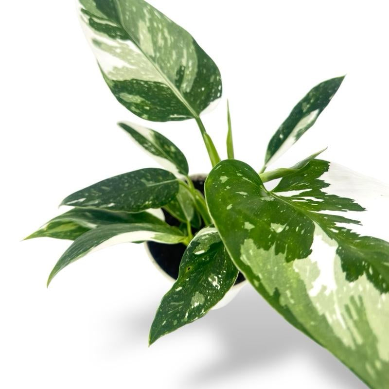 Philodendron White Princess, 4Inch Pot, Live Plant, Variegated
