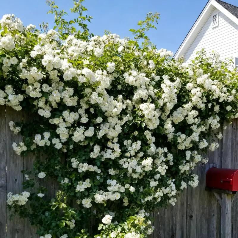 300 Mix Climbing Rose Seeds for Planting Outdoors Fragrant Butterfly Flower Seeds Heirloom Roses Bushes Ready to Plant Gardening Rose Seeds Bush Vine Climber Long-Blooming