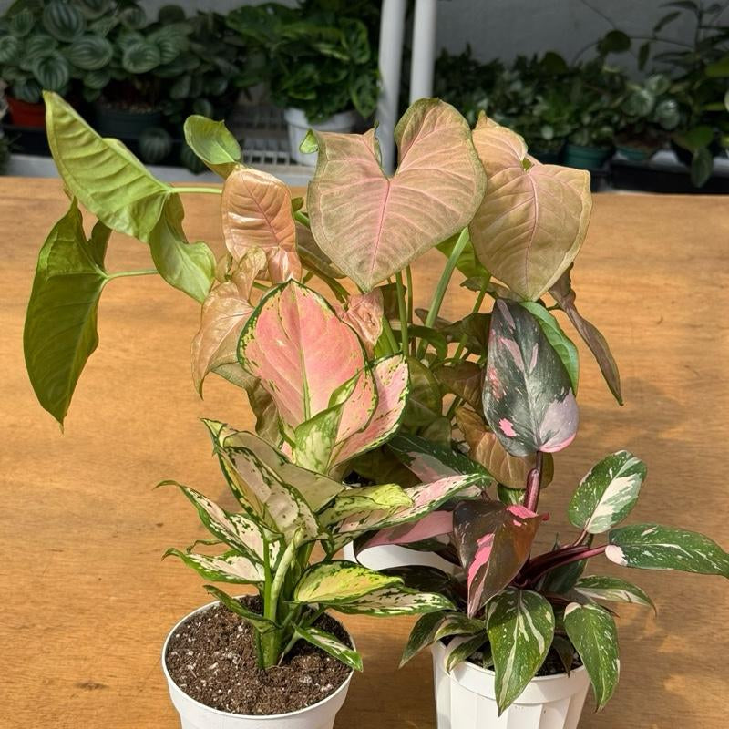 Pink Bundle, Pink Princess, Lady Valentine, Syngonium Strwaberry Cream, 4 Inch Pots