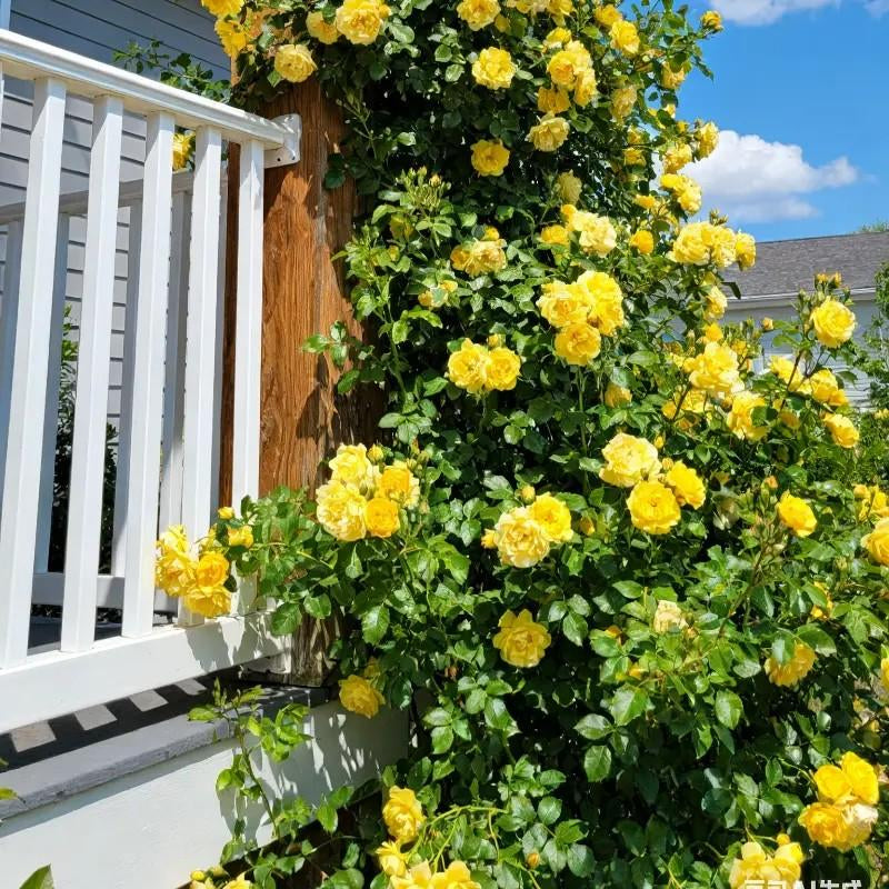 300 Mix Climbing Rose Seeds for Planting Outdoors Fragrant Butterfly Flower Seeds Heirloom Roses Bushes Ready to Plant Gardening Rose Seeds Bush Vine Climber Long-Blooming