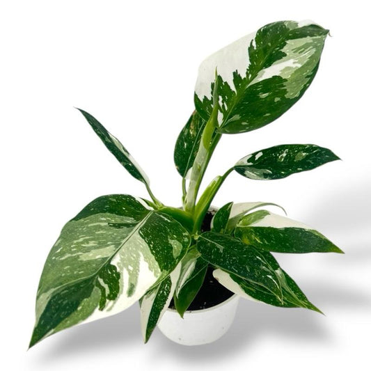 Philodendron White Princess, 4Inch Pot, Live Plant, Variegated