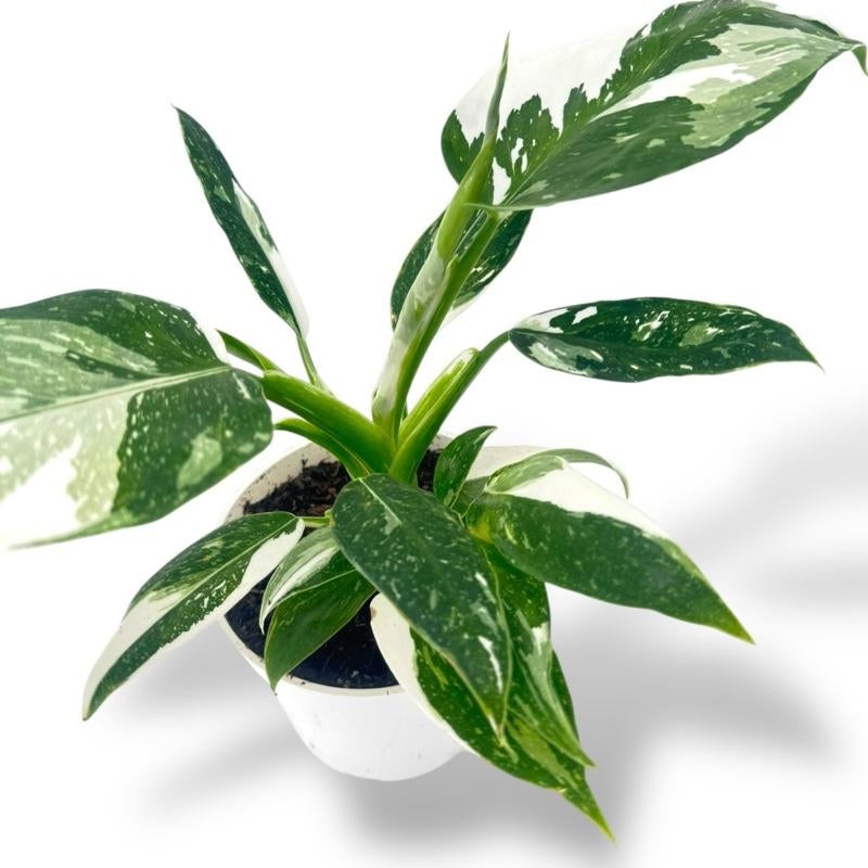 Philodendron White Princess, 4Inch Pot, Live Plant, Variegated