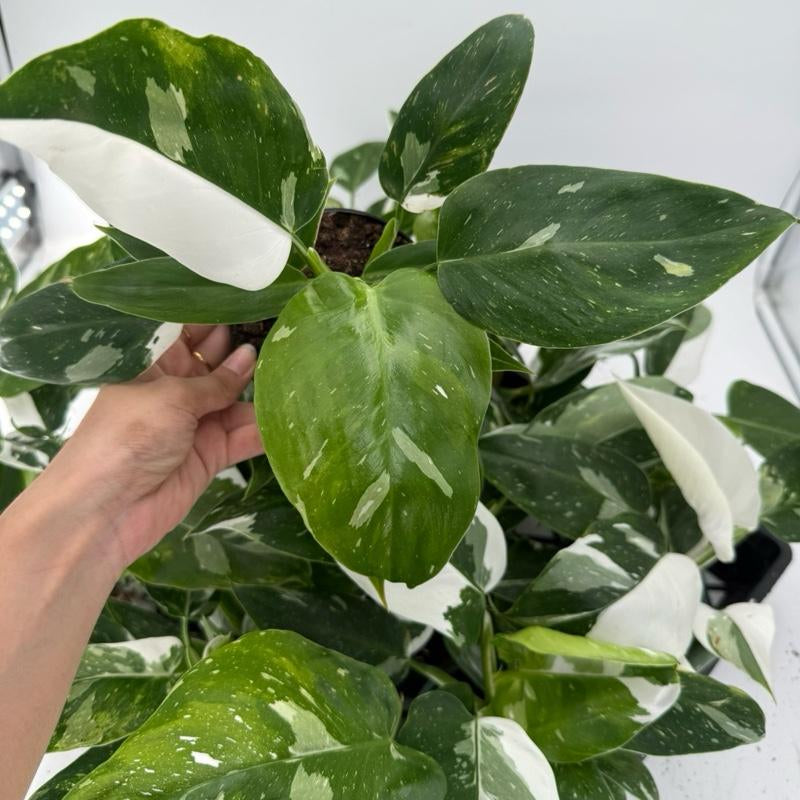 Philodendron White Princess, 4Inch Pot, Live Plant, Variegated
