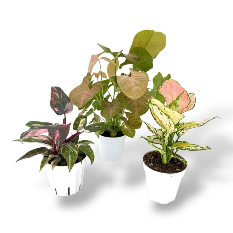 Pink Bundle, Pink Princess, Lady Valentine, Syngonium Strwaberry Cream, 4 Inch Pots