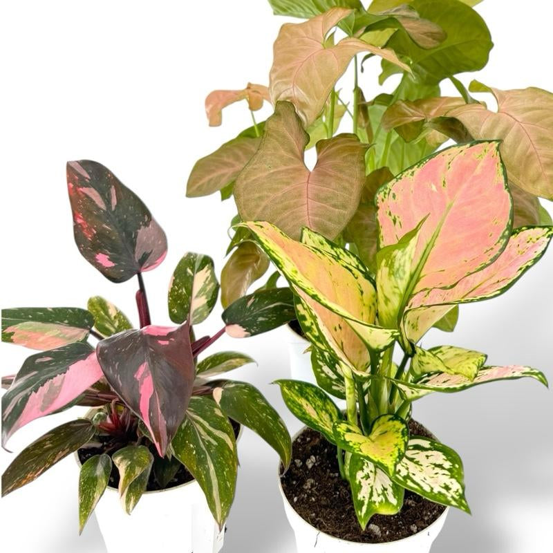 Pink Bundle, Pink Princess, Lady Valentine, Syngonium Strwaberry Cream, 4 Inch Pots
